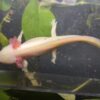GFP Albino Axolotl (5 - 6 inches) - Pat