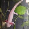 GFP Albino Axolotl (5 - 6 inches) - Sam